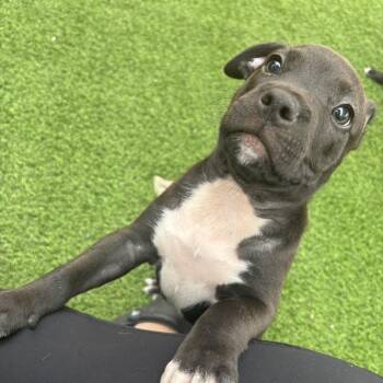 Sky pup 7515 -  Mixed Breed Dog for Adoption in Loxahatchee Groves, Florida - Sky Pup 7515 | PetCurious