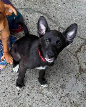 Dakota -  German Shepherd Dog Dog for Adoption in Warren, Michigan - Dakota | PetCurious