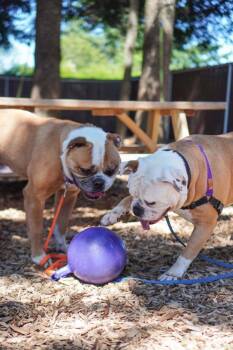 Juno -  American Bulldog Dog for Adoption in Vancouver, Washington - Juno | PetCurious