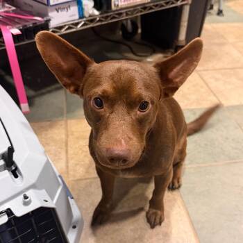 Arthur -  Mixed Breed Dog for Adoption in Chattanooga, Tennessee - Arthur | PetCurious