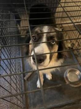 Ruger -  Great Pyrenees and Border Collie Dog for Adoption in Greenfield, Indiana - Ruger | PetCurious