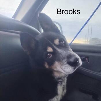 Brooks -  Australian Cattle Dog Blue Heeler and Mixed Breed Dog for Adoption in Spring Hill, Kansas - Brooks | PetCurious