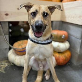 DUKE -  German Shepherd Dog and Labrador Retriever Dog for Adoption in Kaufman, Texas - DUKE | PetCurious