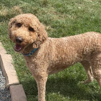 Bear -  Goldendoodle and Standard Poodle Dog for Adoption in Houston, Texas - Bear | PetCurious