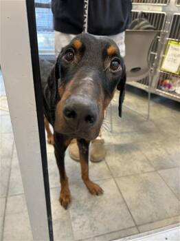 Doberman Pinscher Dogs Available for Adoption in San Antonio, Texas - HERMAN | PetCurious