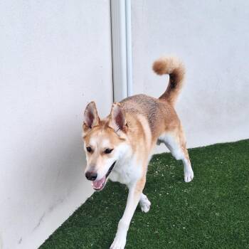 Dr. Seuss 4732 + 7411 -  Shepherd and Mixed Breed Dog for Adoption in Loxahatchee Groves, Florida - Dr. Seuss 4732 + 7411 | PetCurious