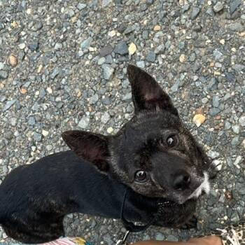 Teddy -  Chihuahua Dog for Adoption in Fredericksburg, Virginia - Teddy | PetCurious