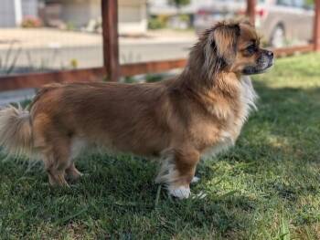 Pekingese Dogs Available for Adoption - Suki | PetCurious