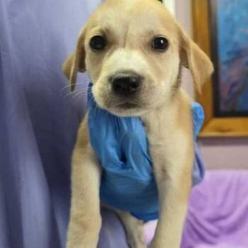 Pappu -  Labrador Retriever and Husky Dog for Adoption in Carencro, Louisiana - Pappu | PetCurious