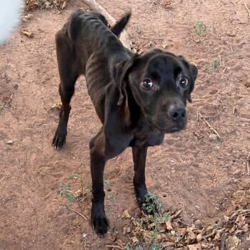 Finn -  Labrador Retriever and Mixed Breed Dog for Adoption in Bend, Oregon - Finn | PetCurious