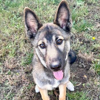 Mrs. B -  German Shepherd Dog Dog for Adoption in Pekin, Illinois - Mrs. B | PetCurious