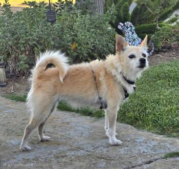 Muffin -  Terrier and Chihuahua Dog for Adoption in Tracy, California - Muffin | PetCurious