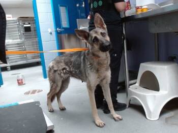 Rescue German Shepherd Dog and Mixed Breed Dogs for Adoption in Albuquerque, New Mexico - COFFEE | PetCurious