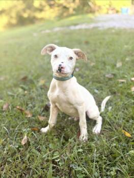 Gabe- Transport -  Terrier and Mixed Breed Dog for Adoption in Gradyville, Kentucky - Gabe- Transport | PetCurious