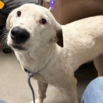 Sweetie -  Labrador Retriever and Mixed Breed Dog for Adoption in Yuma, Arizona - Sweetie | PetCurious