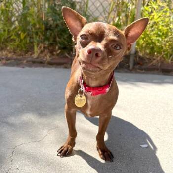 Chihuahua Dogs Available for Adoption in Los Angeles, California - Cherie | PetCurious