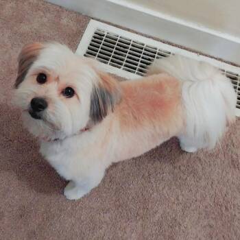 Lhasa Apso and Pomeranian Dogs Available for Adoption in Woodinville, Washington - Berry | PetCurious