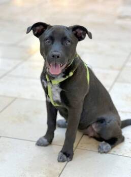 Pit Bull Terrier Dogs Available for Adoption in Savage, Minnesota - Oatmeal Raisin | PetCurious