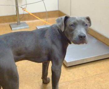 Pit Bull Terrier Dogs Available for Adoption in Sacramento, California - BIGGY | PetCurious