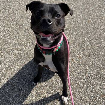 Rocky -  Boxer Dog for Adoption in Grand Rapids, Michigan - Rocky | PetCurious