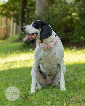 Daisy Mae -  Treeing Walker Coonhound and Hound Dog for Adoption in Tuscaloosa, Alabama - Daisy Mae | PetCurious