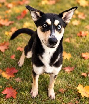 Dutch -  Siberian Husky Dog for Adoption in Westfield, New York - Dutch | PetCurious