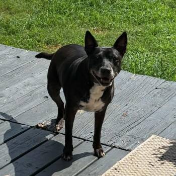 Kia -  Mountain Dog and Mixed Breed Dog for Adoption in Cleveland, Tennessee - Kia | PetCurious