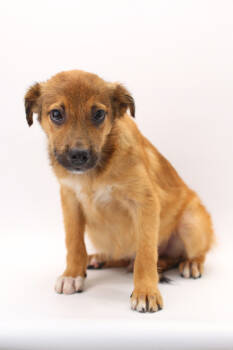 Rescue Collie and Mixed Breed Dogs for Adoption in Morton Grove, Illinois - Quest | PetCurious