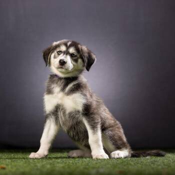 Husky Dogs Available for Adoption - Sweet Chili | PetCurious