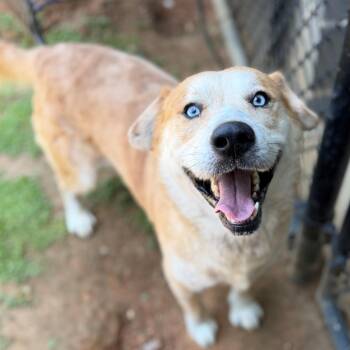 Tooty -  Husky Dog for Adoption - Tooty | PetCurious