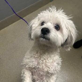 Poodle Dogs Available for Adoption - GHOST | PetCurious