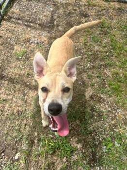 Theodore -  Mixed Breed Dog for Adoption in Scott, Louisiana - Theodore | PetCurious
