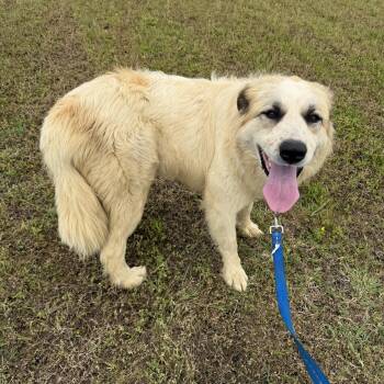 Great Pyrenees Dogs Available for Adoption in Muldrow, Oklahoma - Stella | PetCurious