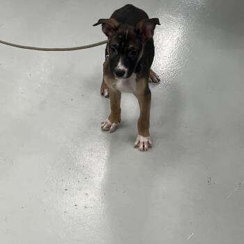 German Shepherd Dog Dogs Available for Adoption - Gerry | PetCurious