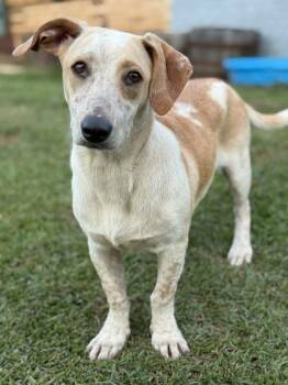 Bingo -  Basset Hound and Beagle Dog for Adoption in Morton Grove, Illinois - Bingo | PetCurious