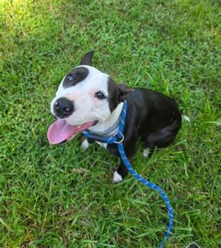 Idggy -  Bull Terrier Dog for Adoption in Salisbury, Maryland - Idggy | PetCurious