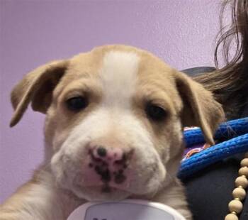 61047292 -  Mixed Breed Dog for Adoption in El Paso, Texas - 61047292 | PetCurious