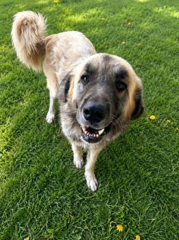 Nandor -  Anatolian Shepherd and Great Pyrenees Dog for Adoption in Bandera, Texas - Nandor | PetCurious