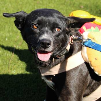 Rabbit -  Mixed Breed Dog for Adoption in Huntsville, Alabama - Rabbit | PetCurious