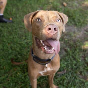 Lydia Deetz -  Mixed Breed Dog for Adoption in Gainesville, Florida - Lydia Deetz | PetCurious