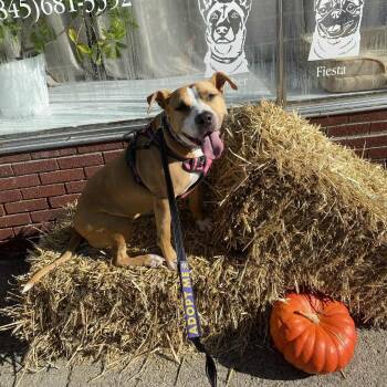 Mya -  Mixed Breed Dog Available for Adoption in Saugerties, New York - Mya | PetCurious