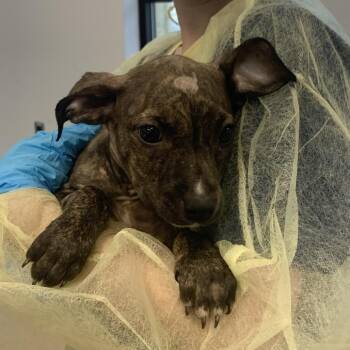Fifi -  Mixed Breed Dog Available for Adoption in West Palm Beach, Florida - Fifi | PetCurious