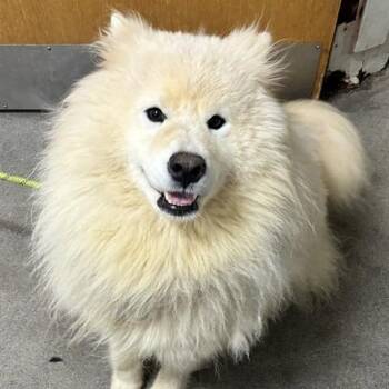 Snow -  Samoyed Dog for Adoption in Arlington, Virginia - Snow | PetCurious