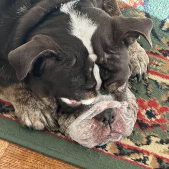 Buttercup -  English Bulldog Dog for Adoption in Stony Brook, New York - Buttercup | PetCurious