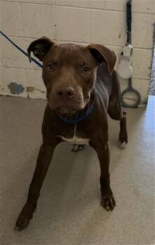 GRAHAM -  Pit Bull Terrier Dog for Adoption in San Bernardino, California - GRAHAM | PetCurious