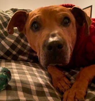 Will -  Pit Bull Terrier and Mixed Breed Dog for Adoption in Homewood, Illinois - Will | PetCurious