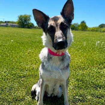 Grace D46255 -  German Shepherd Dog Dog for Adoption in Corsicana, Texas - Grace D46255 | PetCurious