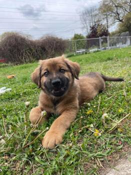 German Shepherd Dog and Labrador Retriever Dogs Available for Adoption in Coldwater, Michigan - Ryder | PetCurious