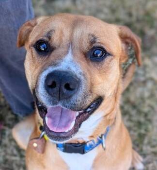 Glenn -  Boxer and Mixed Breed Dog for Adoption in Portola, California - Glenn | PetCurious
