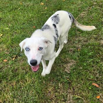 CT Basil -  Australian Cattle Dog Blue Heeler and Mixed Breed Dog for Adoption in Eastford, Connecticut - CT Basil | PetCurious